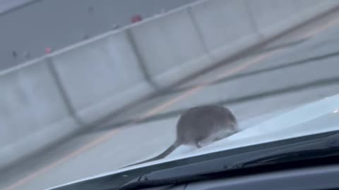 NYC Rat Crawls Out of Moving Car and Shocks Driver