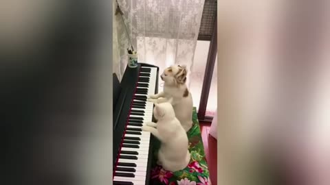happy pet happy life