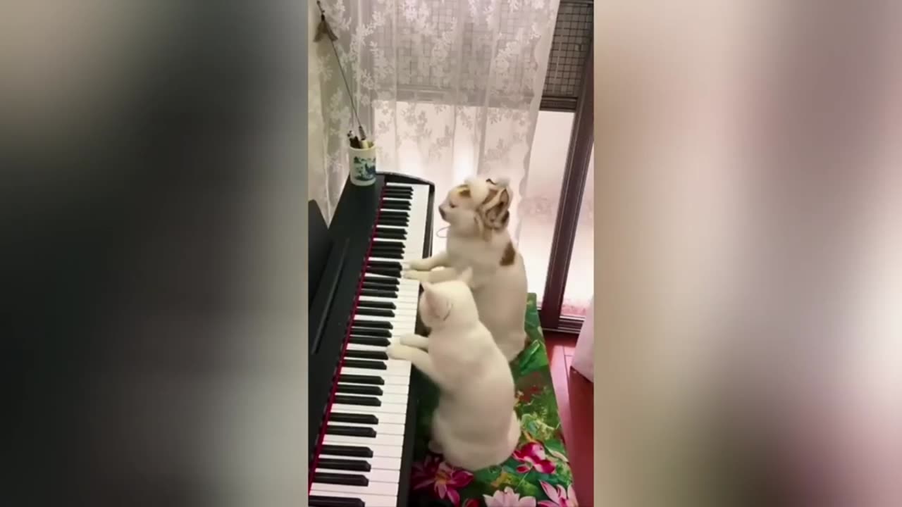 happy pet happy life