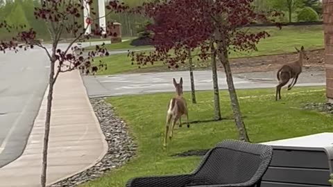 Deer 🦌 Why do they have to run away? 😭