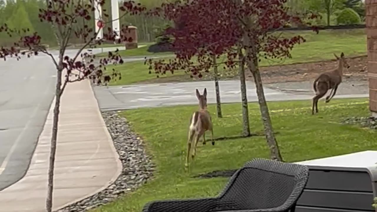 Deer 🦌 Why do they have to run away? ðŸ˜