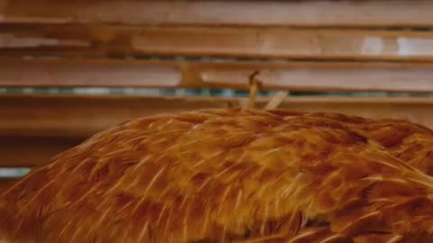 Chicken Myths Busted 🐔❌ | Facts You Didn’t Know!