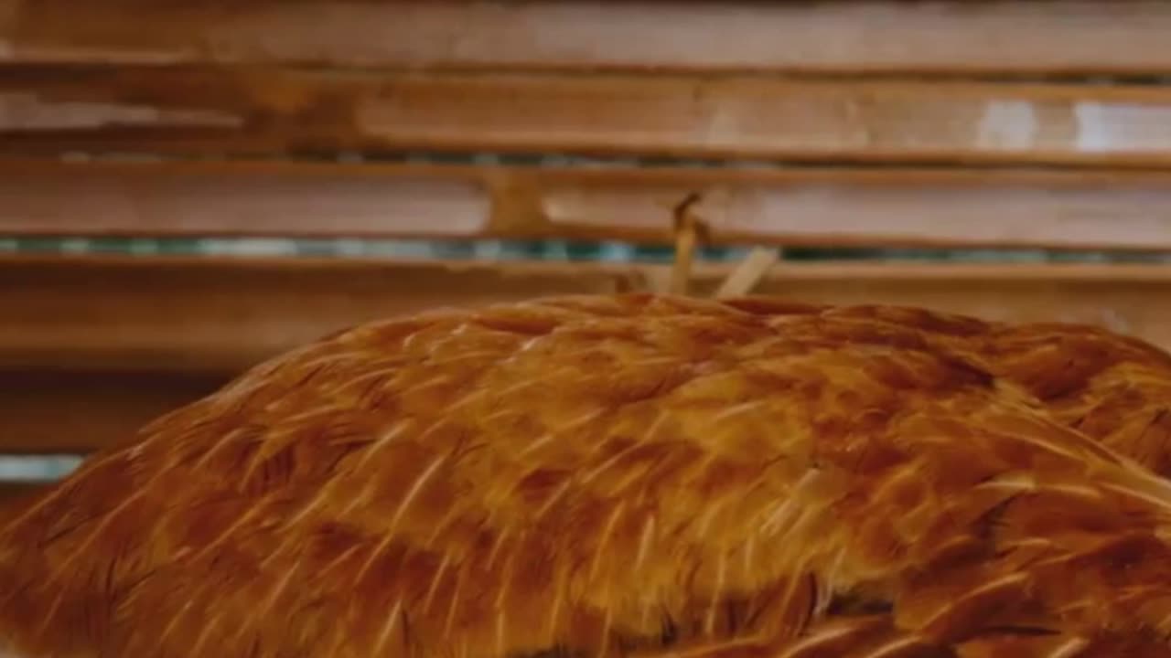 Chicken Myths Busted 🐔❌ | Facts You Didn’t Know!