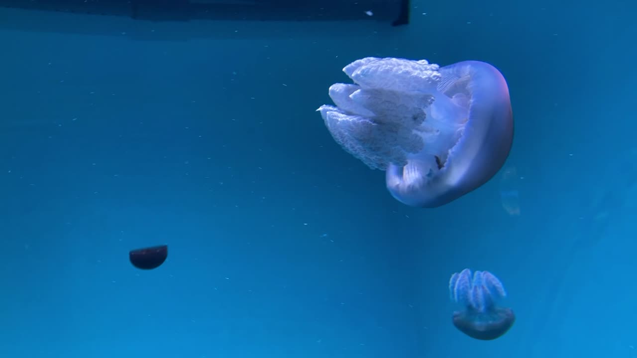 Lagoon Jellies Look Like Metriods
