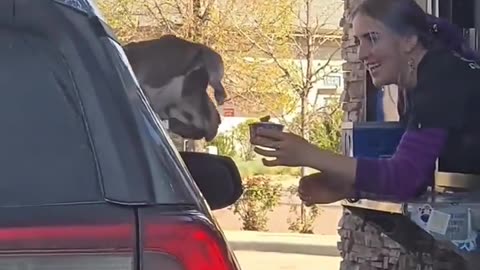 😍🧁 Pup Cup Pandemonium: Dogs Go WILD at Drive-Thru! | FunFM
