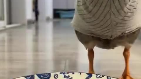 Duck Eats His Dinner in a Sweater
