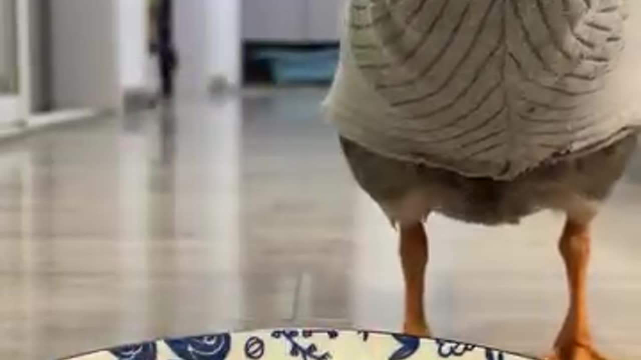 Duck Eats His Dinner in a Sweater