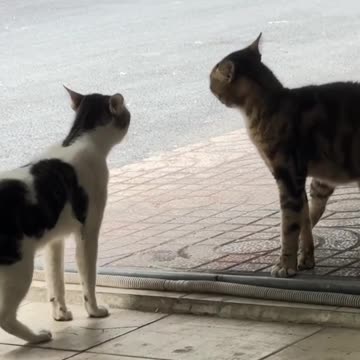 Cats Talking
