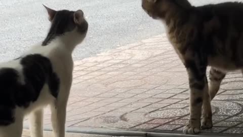 Cats Talking