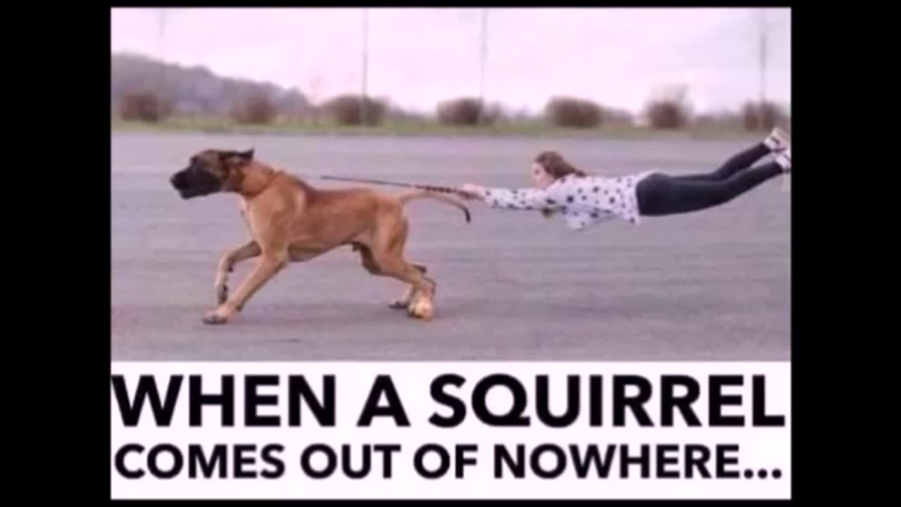 41625 Funny Laugh Out Loud Hilarious Memes Jokes Cartoons