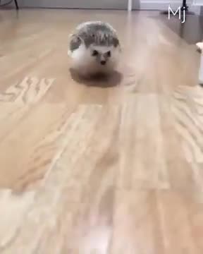 Compilation of Pets Being Absolute Weirdos