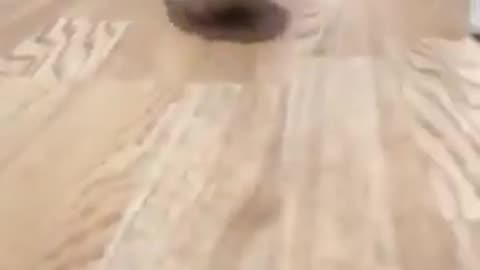 Compilation of Pets Being Absolute Weirdos