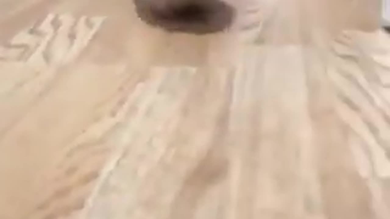 Compilation of Pets Being Absolute Weirdos