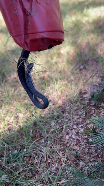 W.ild black snake found stuck in drainage hole in cracked potting container part 1