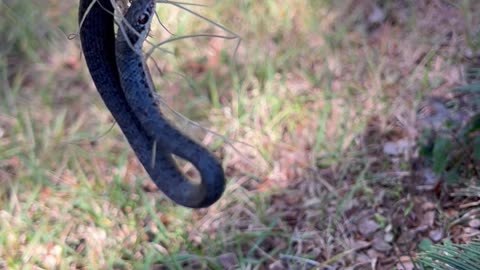 W.ild black snake found stuck in drainage hole in cracked potting container part 1