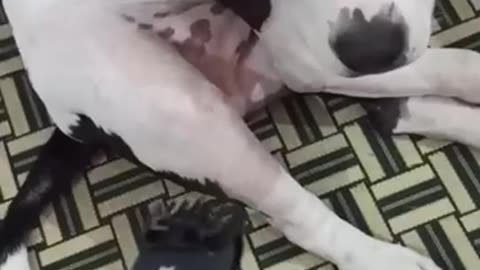 My Dog is Smarter than Husky and Chihuahua