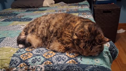 Adorable Slow Blink: The Queen of Cozy Cat Vibes 👑🐾