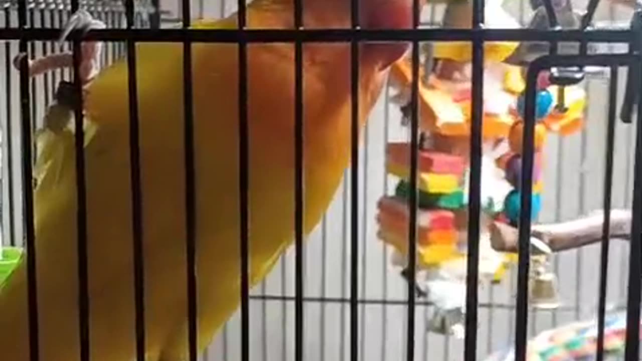 Curious Lovebird