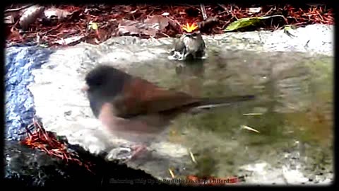 Kinglets and Junco visits our Bath featuring Tidy Up by Paul (the jawshop) Clifford