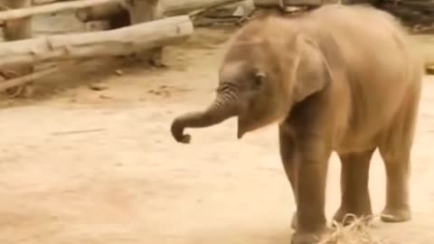 😂🐘 Baby Elephants Discover Their Trunks - Adorable Chaos! | FunFM