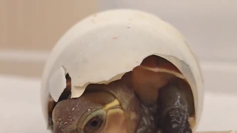 The first breath: the birth of a cute turtle 🐢💚 Witness a miracle of the miniature nature!