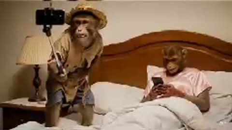 قرود 🐵 🐵🔥🔥🔥🔥عرسان قرود 🐵