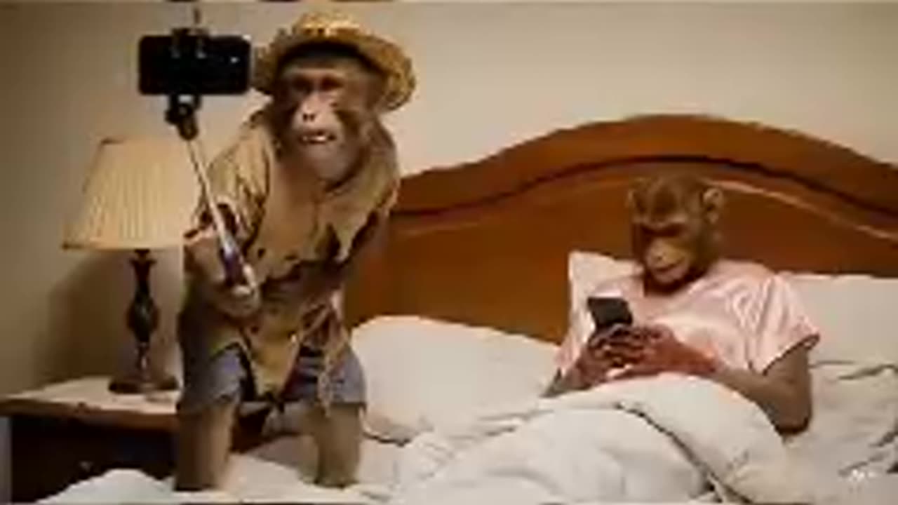 قرود 🐵 🐵🔥🔥🔥🔥عرسان قرود 🐵