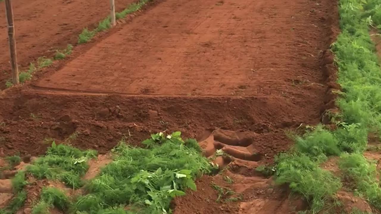 Greenhouses are being prepared