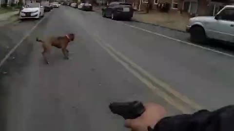 Officer Scares Off Charging Pit Bull That He Saw Attacking a Child