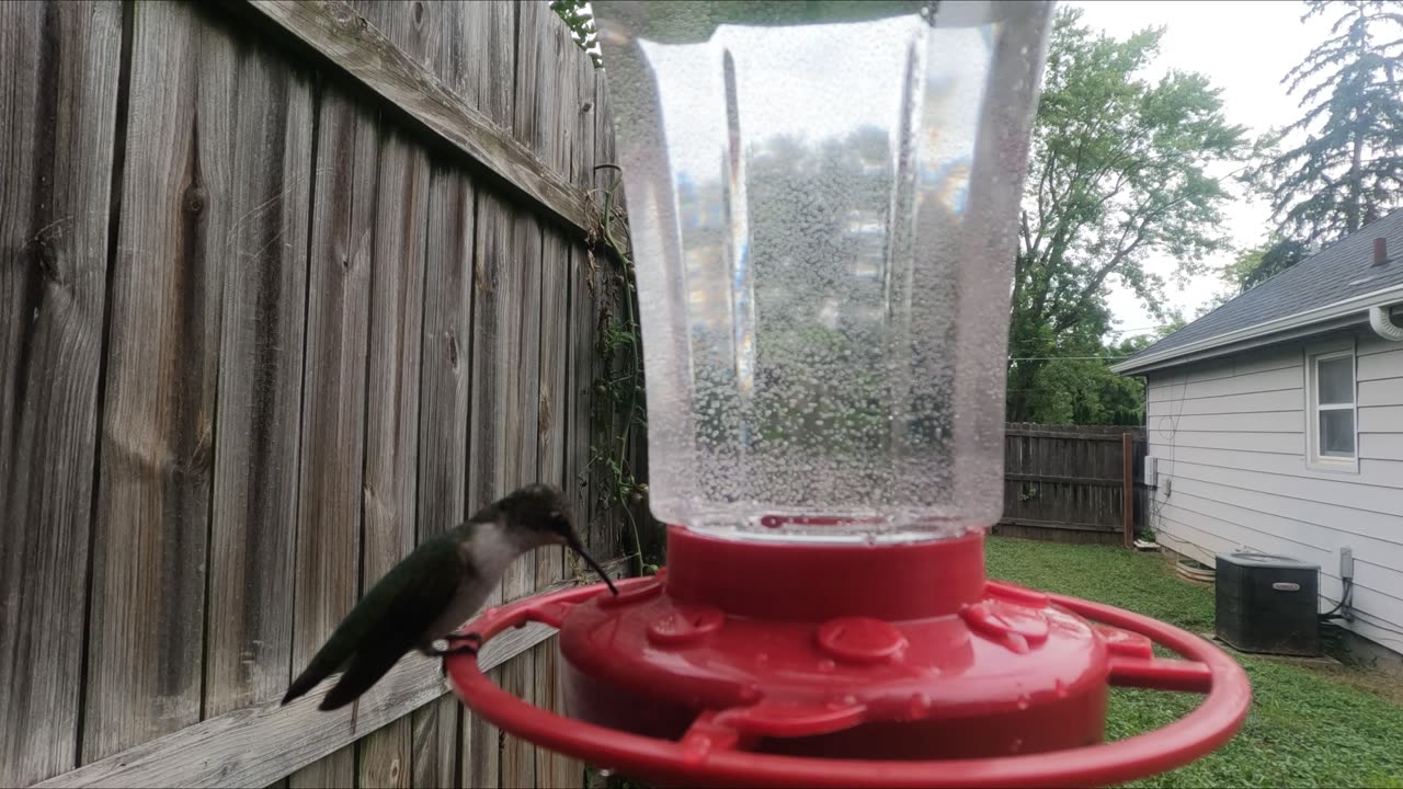 Hummingbird Feeding Close-up Video