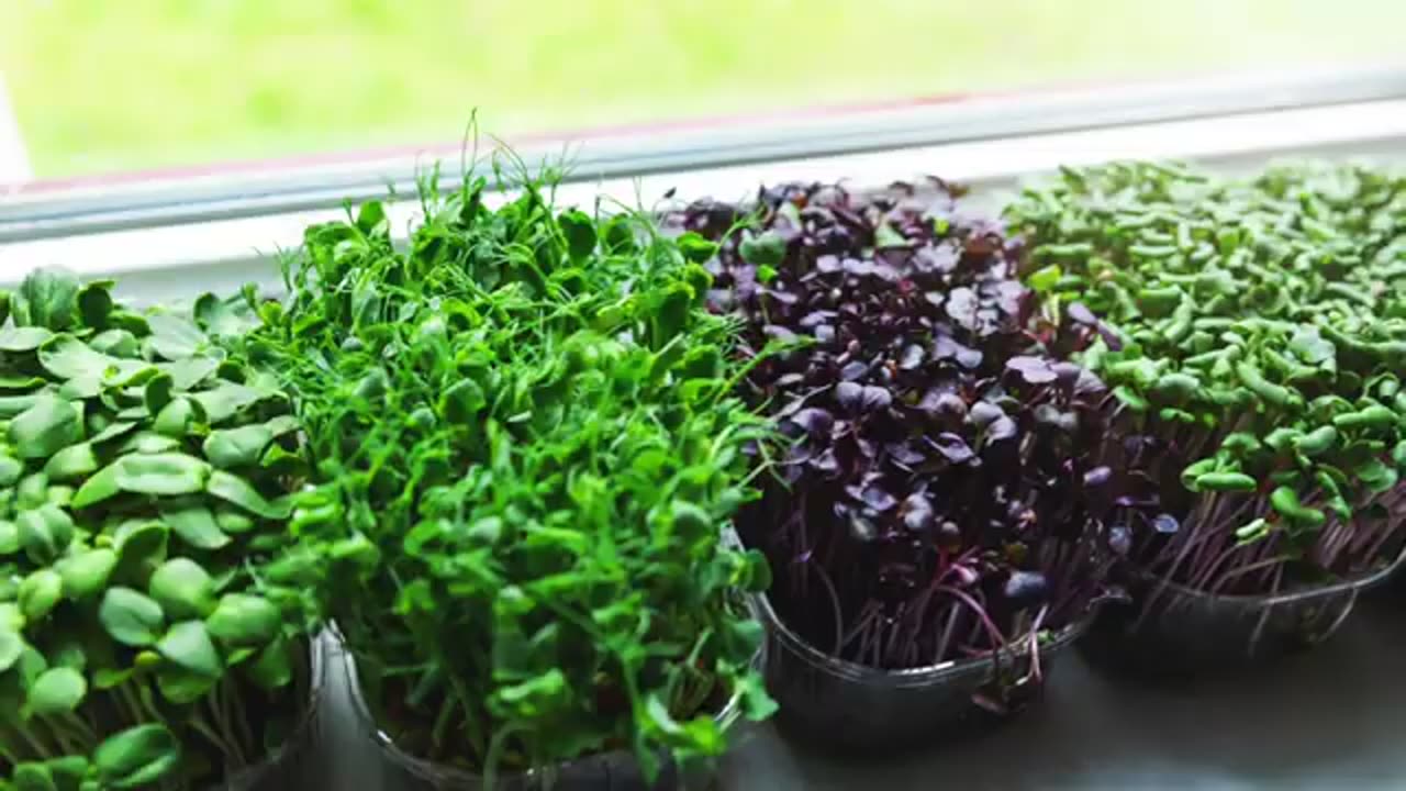 What Is The Best Way To Grow Micro greens At Home