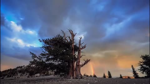 "Haunted Forest: When It Rains, It Rises…"
