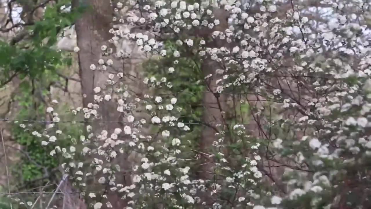 🌿 4K Nature Video | Free Stock Footage 🌊 Creative Commons 🌄 No Copyright HD Scenery 🌸