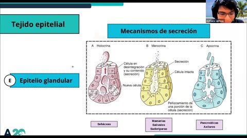 AULA 20 REGULAR 2025 - 1 | Semana 01 | Anatomía