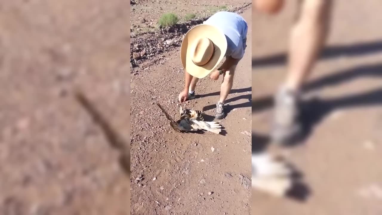Snakes Vs Owls