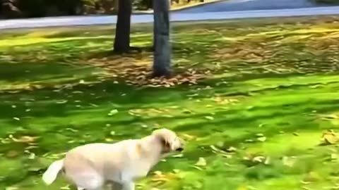 Dogs funny video