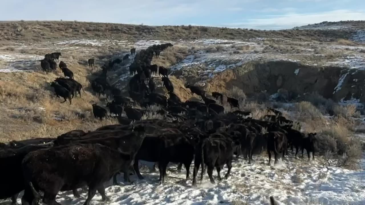 Out on the Range. cartercountrymeats.com