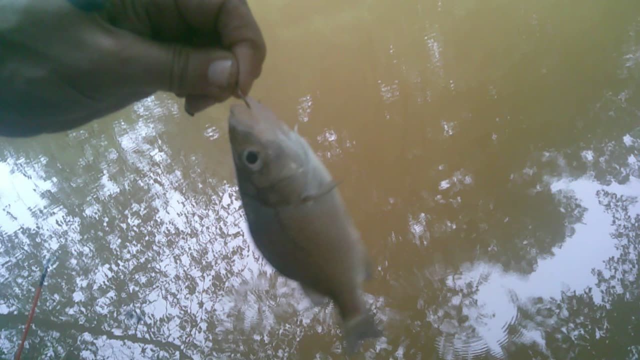 Rock Bass Time 🤘