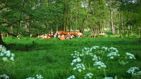 Nature Therapy: Relaxation with Cows - Healing Calm Nature