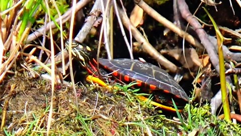 Painted Turtle