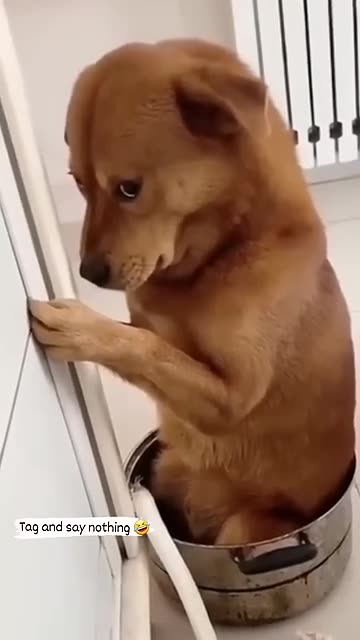 “This Dog Just Broke the Internet in 2025!”