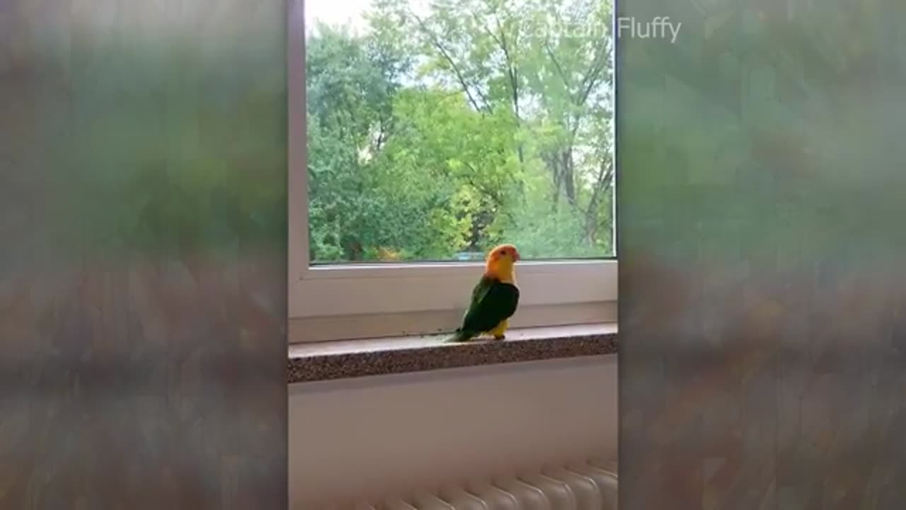 Birds are funny.