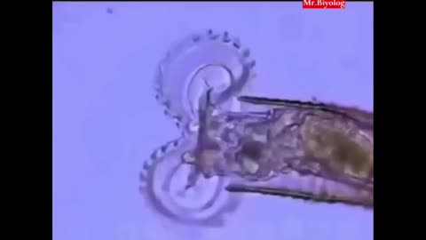 Freaky Science clip of the day: chainsaw like mouth. Ever see such a thing?