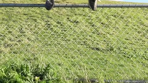 Funny animals