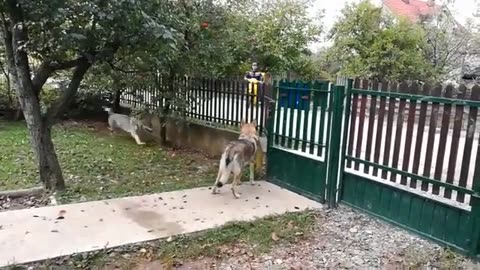 Dogs Playing