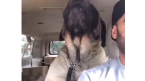 Metal dog