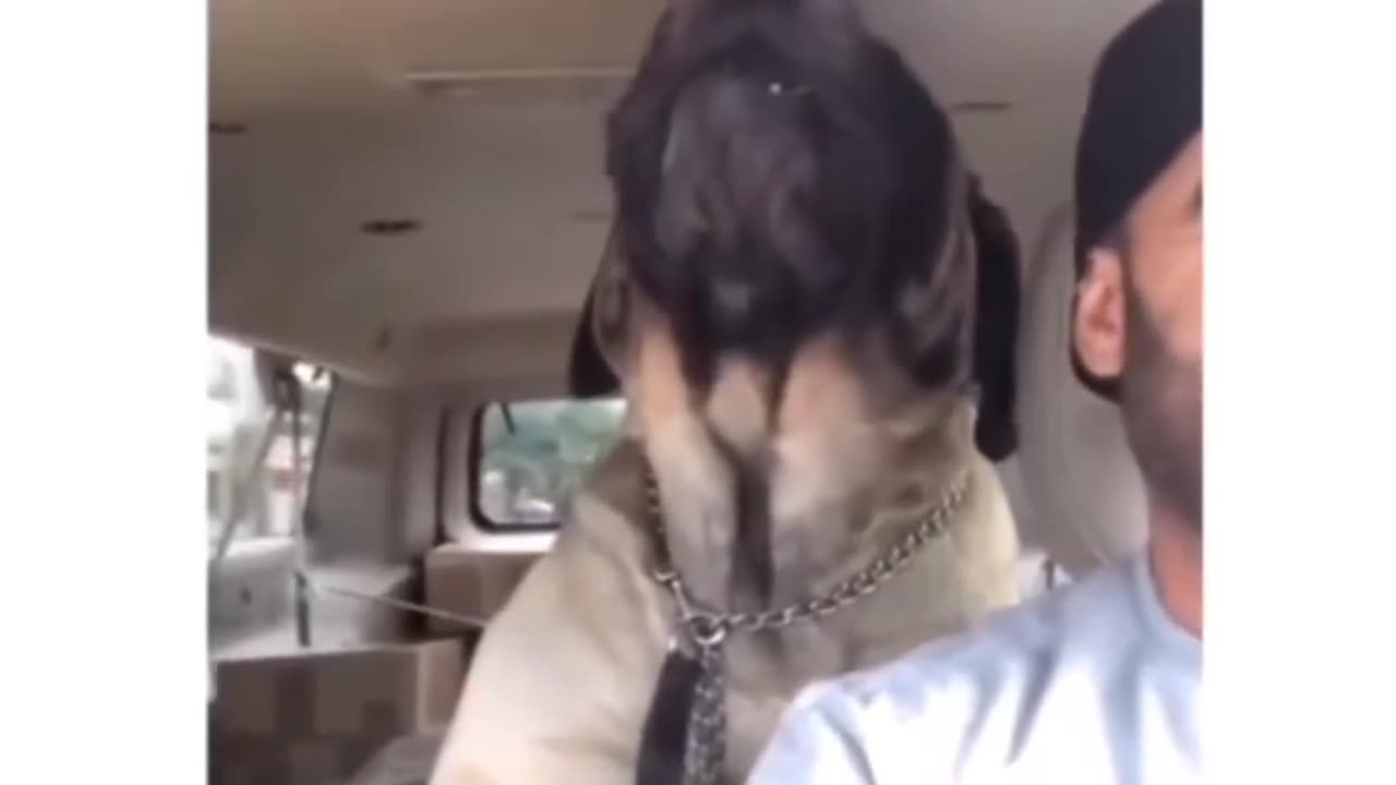 Metal dog