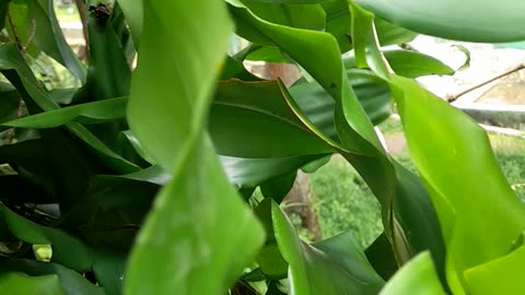 Nature’s Sounds Rain and Wind