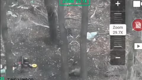 The pig who tried to kill our soldiers