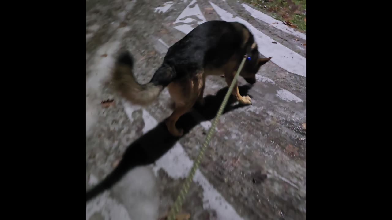 Virgil german shepherd.